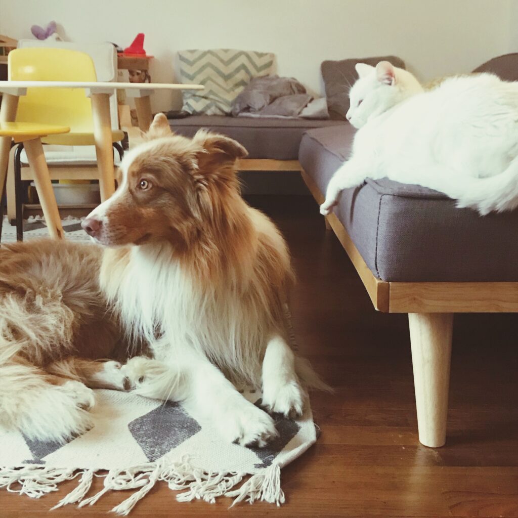 Effective Ways to Remove Pet Hair from Furniture: Proven Techniques and Tools 4 dog sitting table home