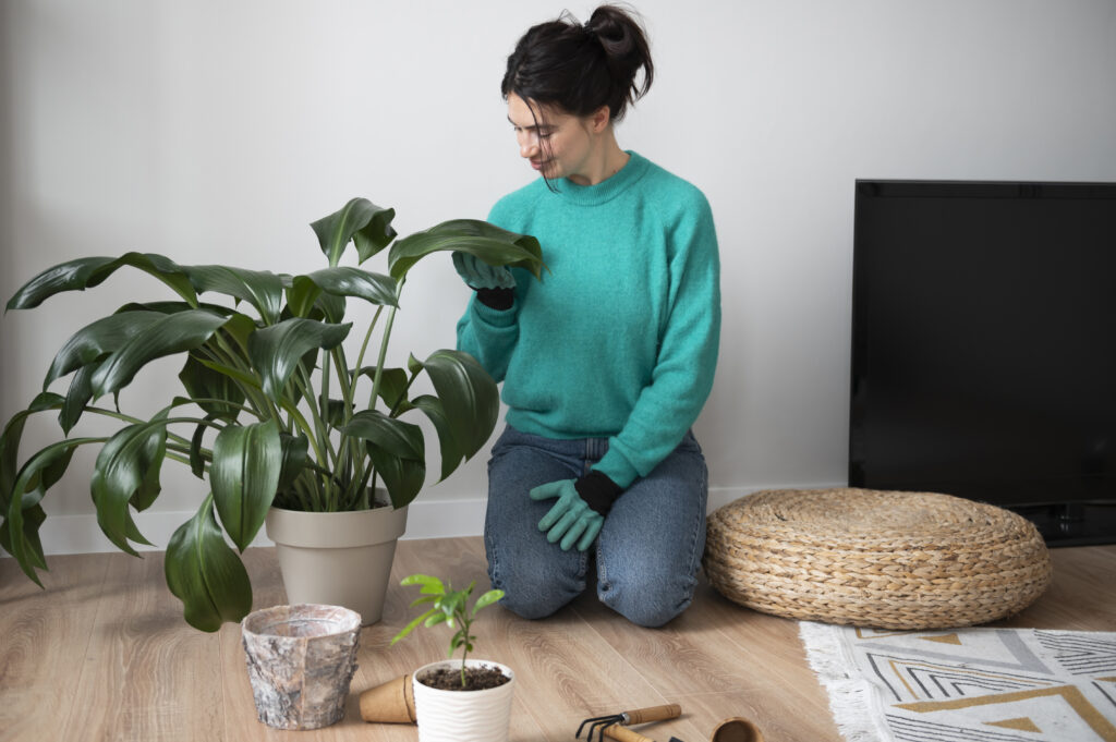 How to Make Your House Plants Shine: Expert Tips for Lustrous Foliage 10 woman changing pots her plants home quarantine
