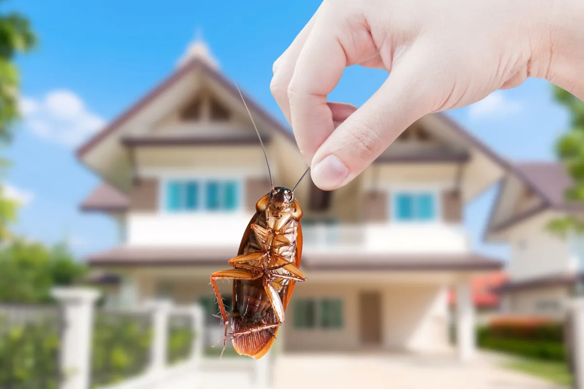 How to Protect Your Home from Pests During and After Cleaning: 15 Proven Strategies for a Pest-Free Space