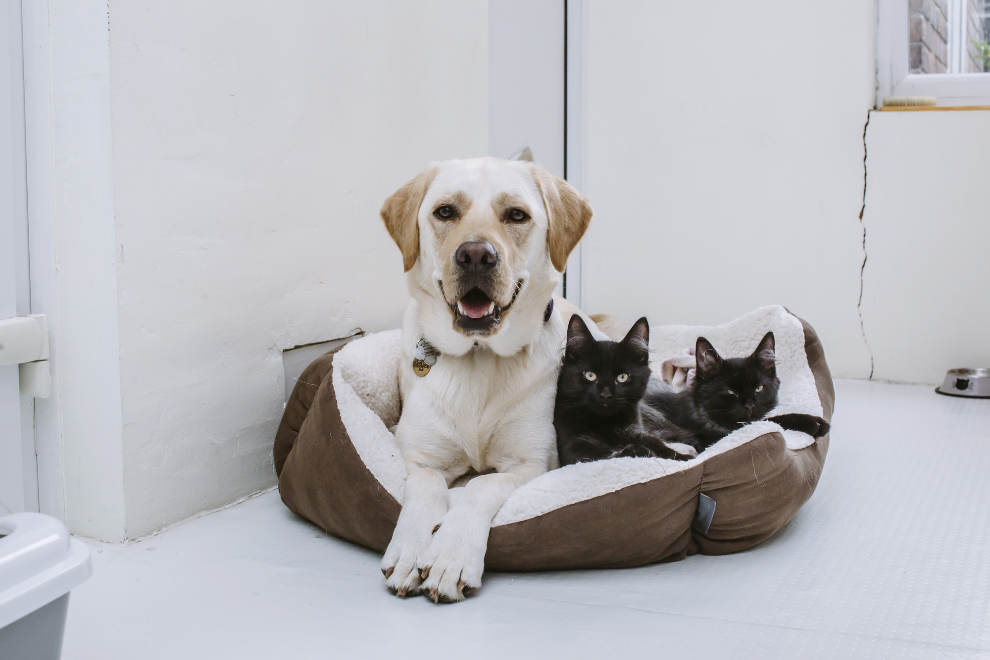 10 Powerful Tips from a Pet Care Guide to Keeping Your Home Fur-Free and Fresh